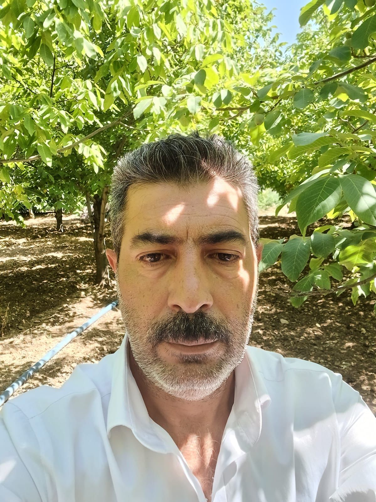 Mesut Yalçınkaya